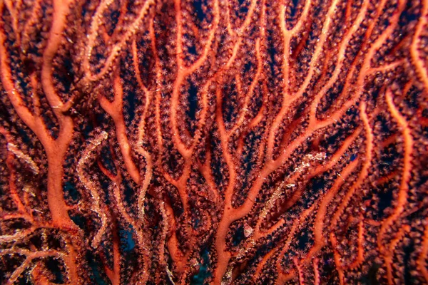 Korálový útes z Karibiku. — Stock fotografie