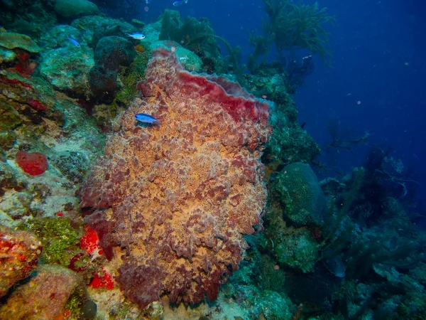 Coral reef karibi. — Stock Fotó