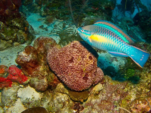 Papageienfisch — Stockfoto