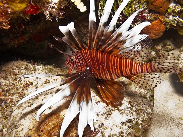 Invasive lionfish — Stock Photo, Image