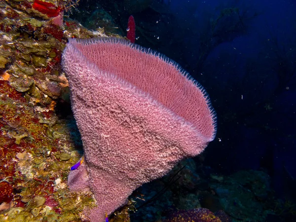 Arrecife de coral del Caribe . — Foto de Stock