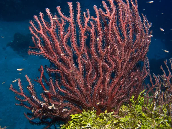 Korálový útes z Karibiku. — Stock fotografie