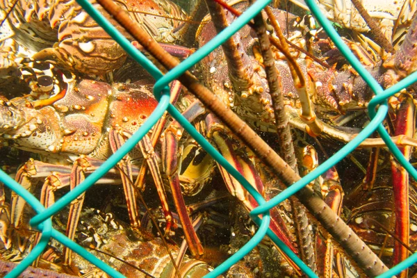 Caribbean Lobster — Stock Photo, Image