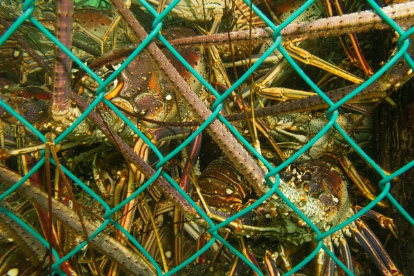 Karibiska hummer — Stockfoto