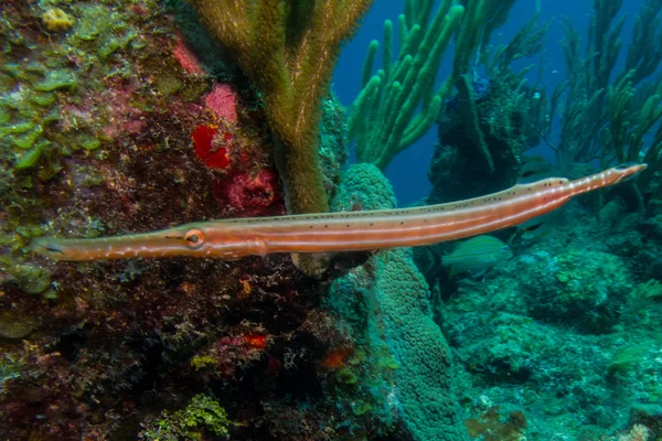 Pesce tromba — Foto Stock