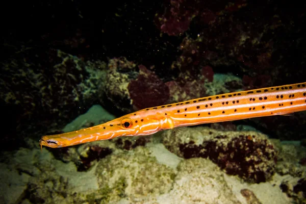 Trumpetfish — Stock Photo, Image