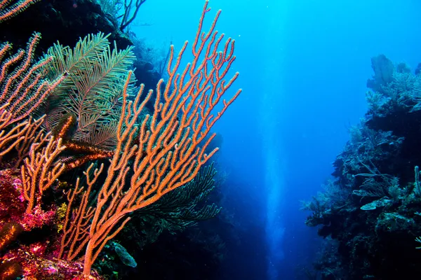 Récif corallien, Mer des Caraïbes . — Photo