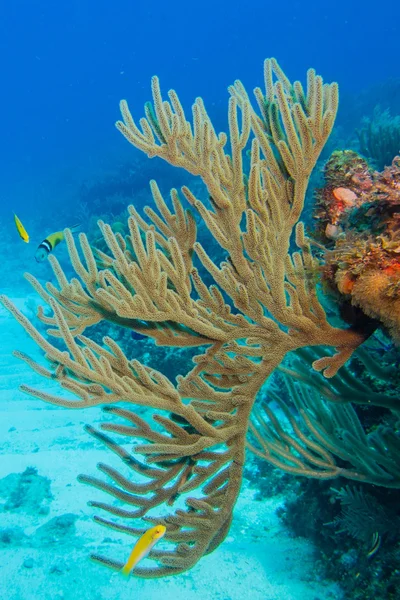 Arrecife de coral, Mar Caribe . — Foto de Stock