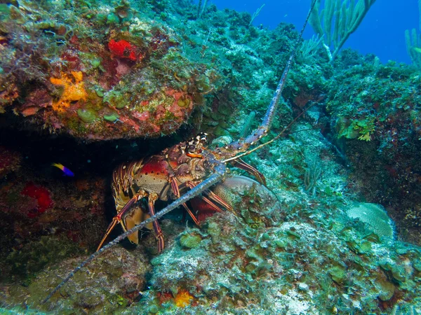 Lagosta do Caribe — Fotografia de Stock