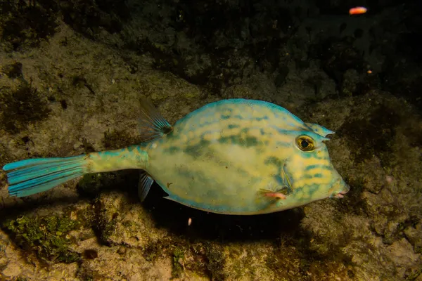 Trunkfish — Stock Photo, Image