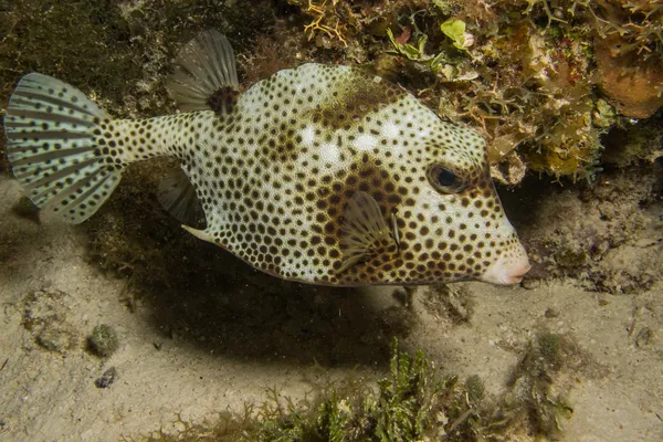 Trunkfish — Stok fotoğraf