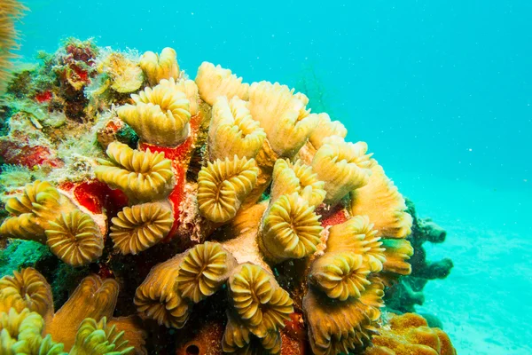 Arrecife de coral del Caribe . — Foto de Stock
