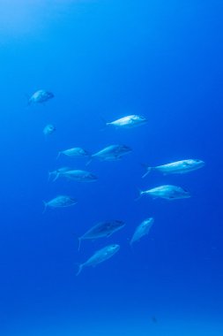 Okulu homurdanıyor ve balığı