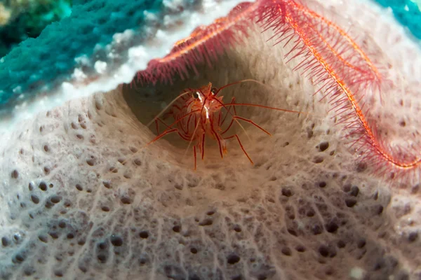 Shrimp and sponge — Stock Photo, Image