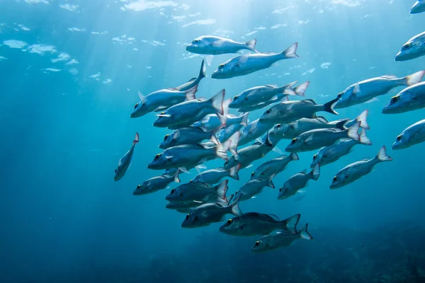 Skola av grymtningar och snapper — Stockfoto