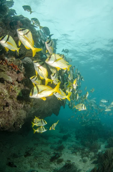 Karaiby porkfish — Zdjęcie stockowe