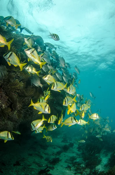 加勒比 porkfish — 图库照片