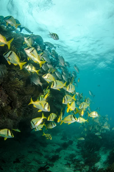 Peixe-porco das Caraíbas — Fotografia de Stock