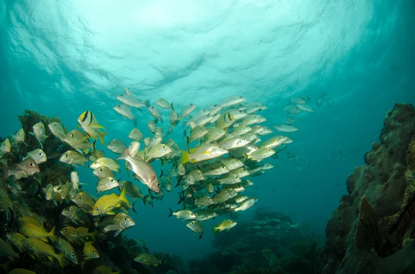 Karaiby porkfish — Zdjęcie stockowe