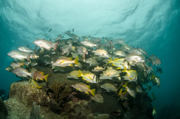 Caribbean porkfish — Stock Photo, Image