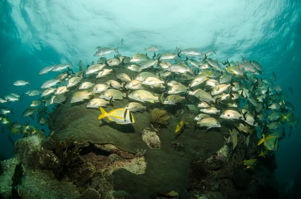 Karayip porkfish — Stok fotoğraf