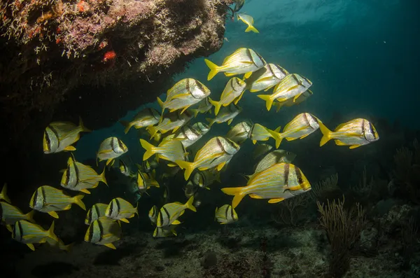 캐리 비안 porkfish — 스톡 사진