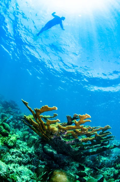 Mer des Caraïbes sous-marine — Photo