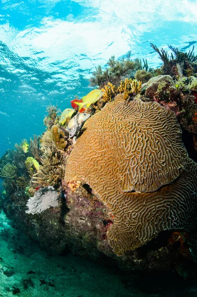 Snapper e grugnito scuola — Foto Stock