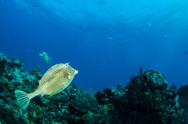 Trunkfish