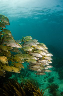 homurdanıyor, mercan balığı.