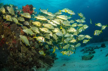 캐리 비안 신음 소리와 스 내 퍼