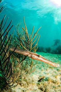 Karayip trumpetfish
