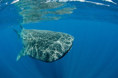 Balina Köpekbalığı