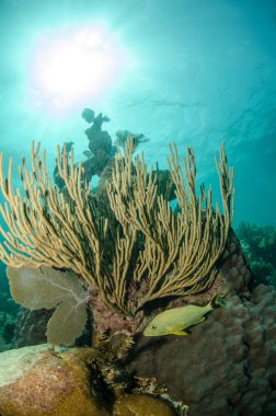 Caribbean coral reefs clipart