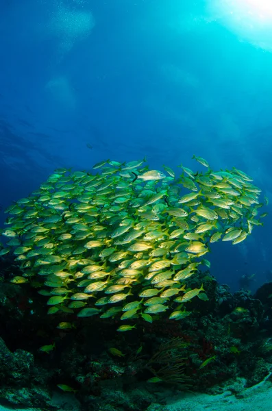 Grymtningar och snappers — Stockfoto