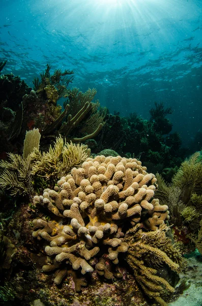 Panorami della barriera corallina — Foto Stock