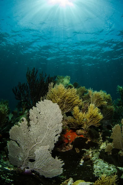 Cenários de recifes de coral — Fotografia de Stock
