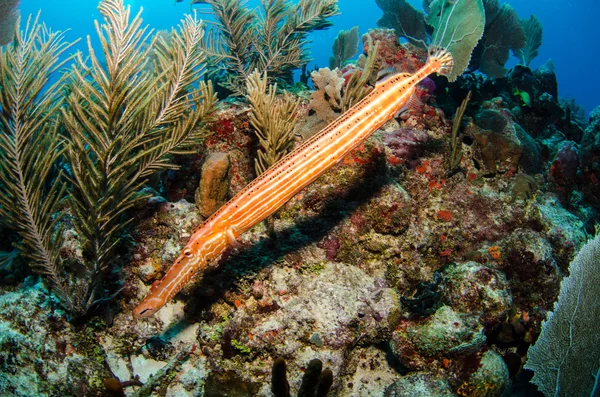 Pesce tromba — Foto Stock