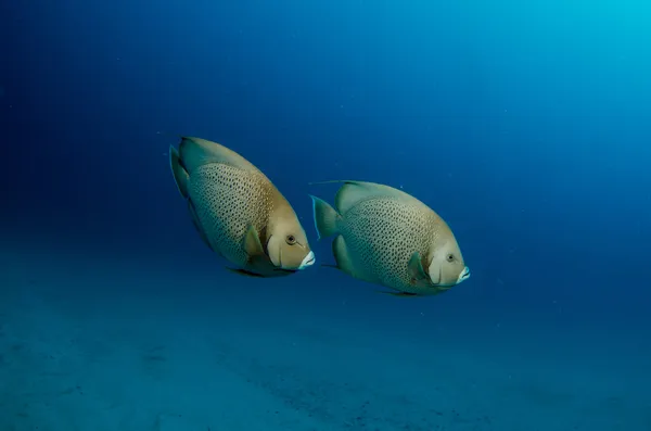 Karayip angelfish — Stok fotoğraf