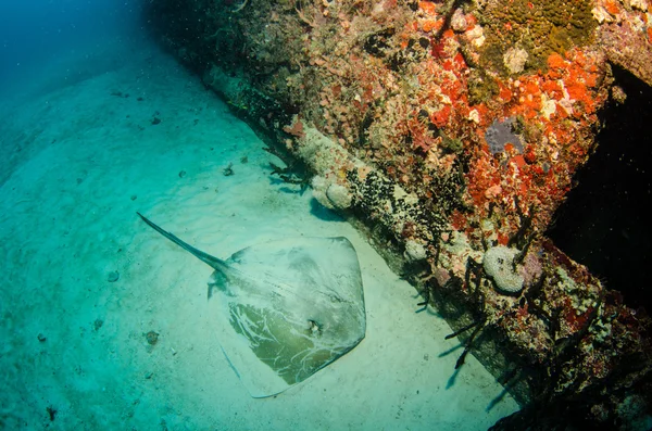 Stingray — Foto Stock