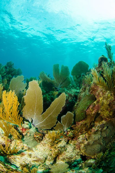 Arrecife de coral del Caribe . — Foto de Stock