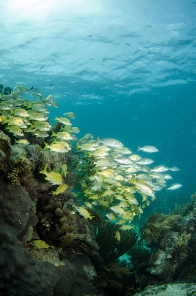 Grunhidos, recifes de coral pargo . — Fotografia de Stock