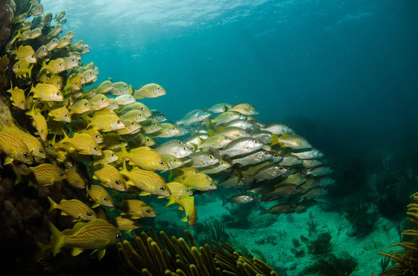 Grymtningar, snapper korallrev. — Stockfoto
