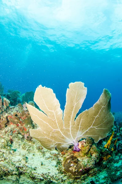 Gorgonian from caribbean reefs — Stock Photo, Image