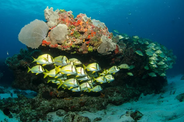 Scuola di pesce maiale — Foto Stock