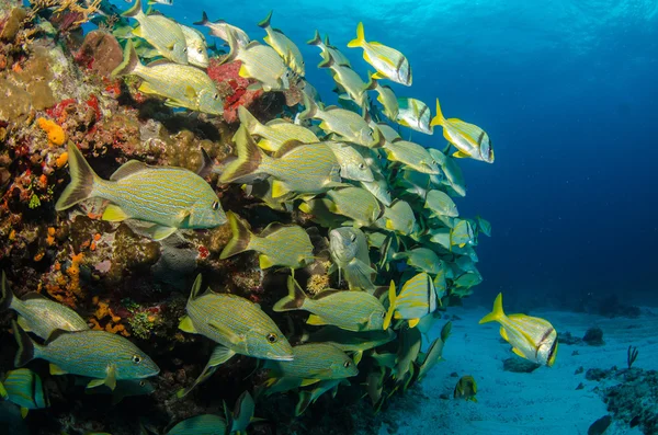 Grognements et vivaneaux des Caraïbes — Photo