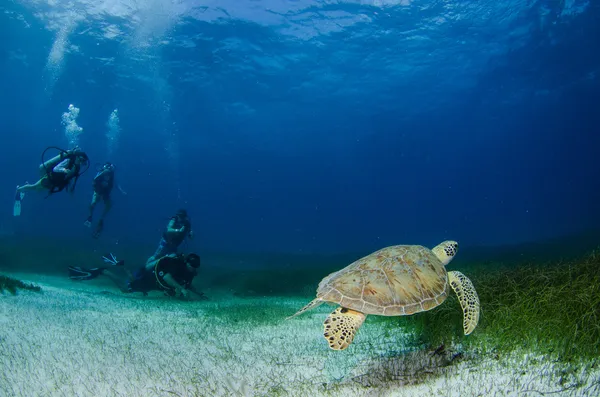 Green turtle with divers — Stock Photo, Image