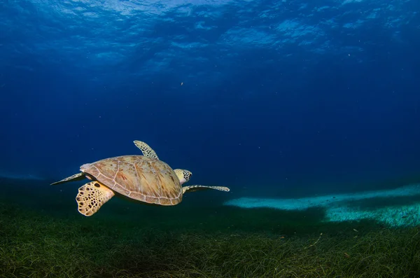 Grön havssköldpadda — Stockfoto