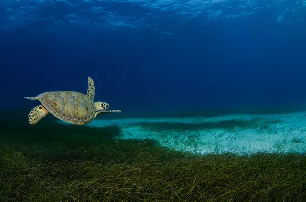 Green turtle — Stock Photo, Image