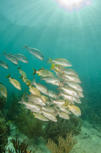 カリブ海 grunts と鯛 — ストック写真